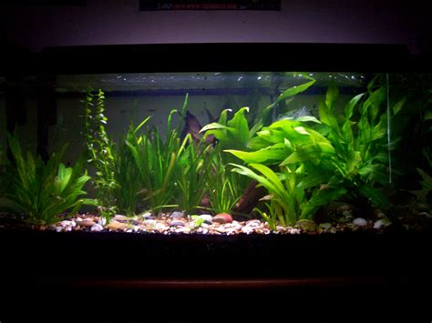 Show your planted Piranha Tank | Page 3 | Piranhas Forum