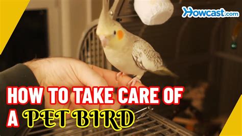 How To Take Care Of A Pet Bird Youtube