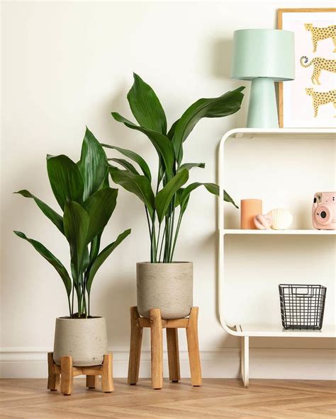 Cast Iron Plant Aspidistra Elatior Prickle Plants Living Room