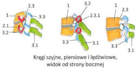 Wykres Kr Gi Budowa Og Lna Widok Od Strony Bocznej Quizlet