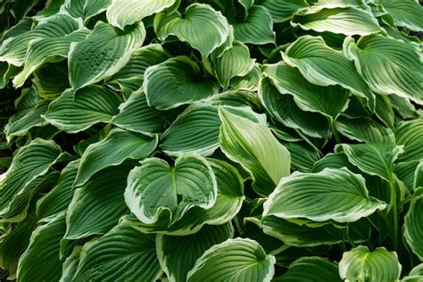 「擬宝珠」の写真素材 | 1,710件の無料イラスト画像 | Adobe Stock