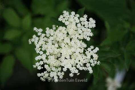 Sambucus Nigra Korsor Esveld Webshop