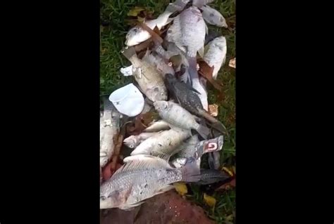 Cetesb E Servi O De Saneamento Investigam Mortes De Peixes Em Lago De