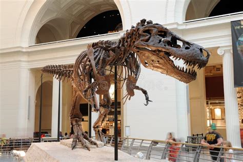 Tyrannosaurus Rex Sue At Field Museum In Chicago Editorial Stock Photo - Image of history ...