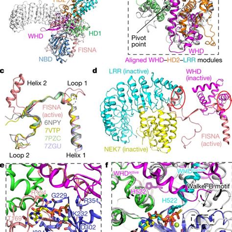 Cryo Em Structure Of The C Nlrp Nek Asc Inflammasome Complex A An