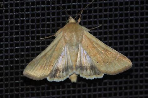 Corn Earworm Moth Helicoverpa Zea Bugguidenet