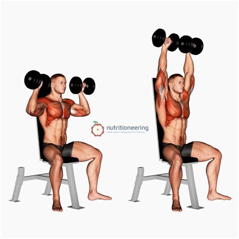 Best Dumbbell Shoulder Exercises With Example Workout Dumbbell