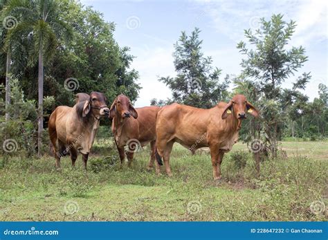 Brahman Rojo En Santa Fe Argentina Foto De Archivo Imagen De Vacas