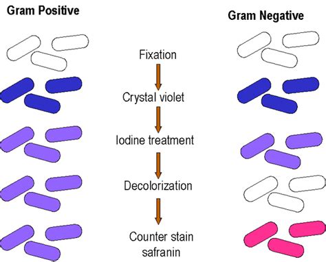 Protocol For Gram Staining Dhirajs Blog