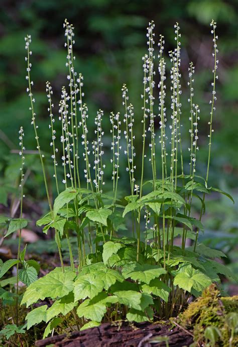 Miterwort Or Bishop S Cap Mitella Diphylla Putnam Count Flickr