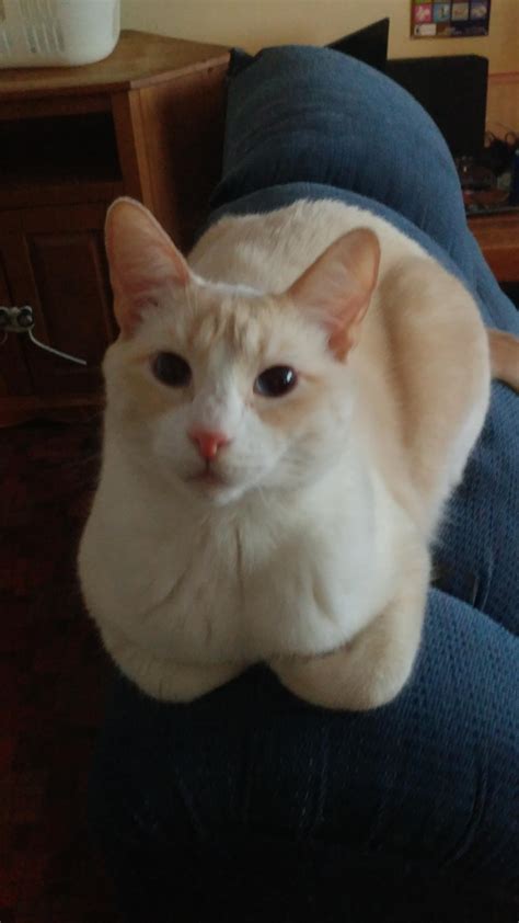 Slightly Toasted Loaf Rcatloaf