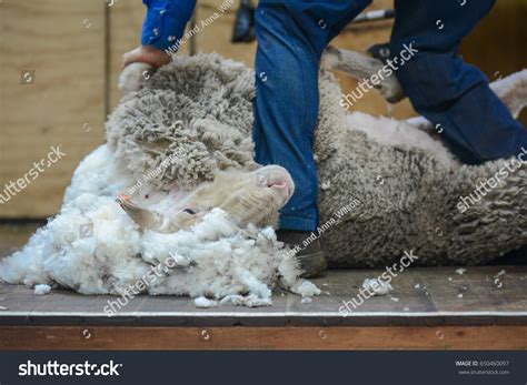 Sheep Shearing Stock Photo 650460097 Shutterstock