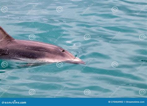 Dusky Dolphin in New Zealand Stock Photo - Image of sound, charlotte ...