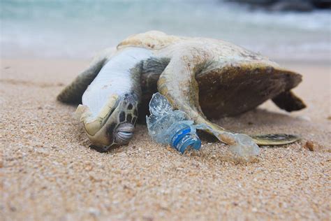 La Contaminación Por Plásticos En El Océano Se Cuadruplicará Al 2050