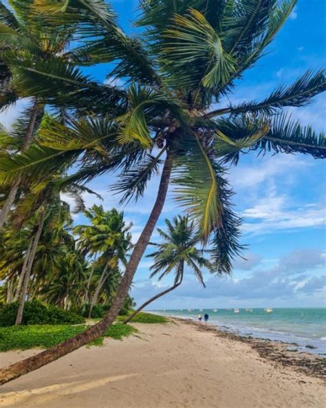 Praia Do Patacho Alagoas Descubra A Beleza Intocada Almanaque Do