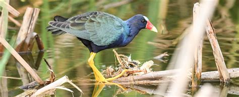 Purple Gallinule - Flying Lessons