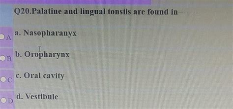 Solved Q20 Palatine And Lingual Tonsils Are Found In DA A Chegg