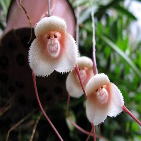 These Rare Orchids Look Just Like Monkeys | Happiness Life