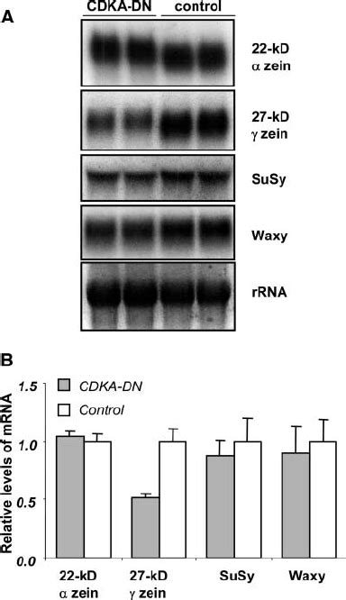 Rna Gel Blot Analysis Of Rna Transcripts In Dap Cdka Dn And