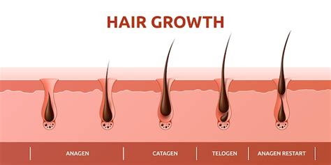 Premium Vector Hair Growth Cycle Of Follicles Phase And Hair Root