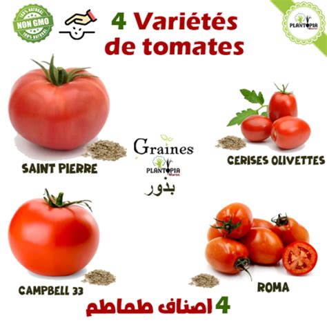 Pack Graines potagères Tomatophiles 4 Variétés بذوراصناف طماطم