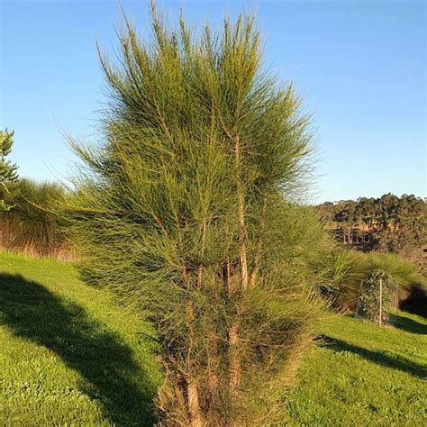 Allocasuarina Verticillata Dropping She Oak Uploaded By Kimberleyrolfe