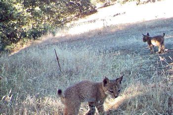 Nacen Los Primeros Cachorros De Lince Ib Rico En Libertad Extremadura