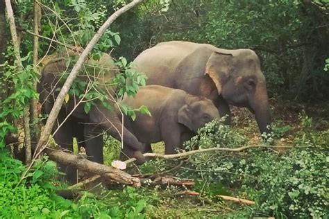 Private Dambulla Sigiriya Tour From Kandy With Lunch