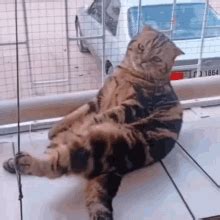 Cat Cattitude GIF - Cat Cattitude Lazy - Discover & Share GIFs