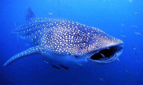 Is a shark a fish