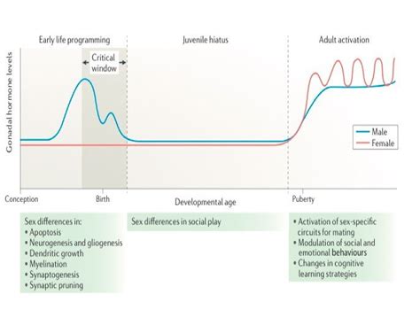 Early Life Programming Of Adult Sex Differences Steroidogenesis By The