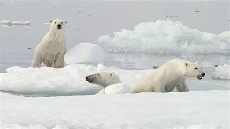 Polar Bears Near Polar Bear Capital Dying At Alarming Rate New