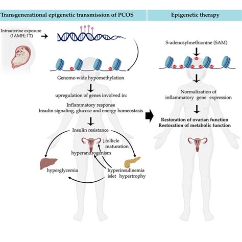 Polycystic Ovary Syndrome Is Transmitted Via A Transgenerational