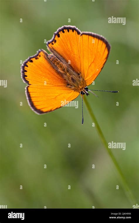 large copper butterfly stock photo alamy