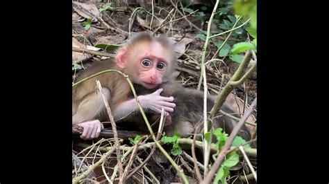 Abandoned Baby Monkey Poor Monkeys Youtube