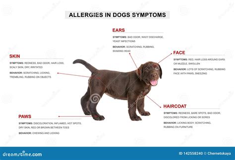 Cute Dog and List of Allergies Symptoms Stock Photo - Image of health ...