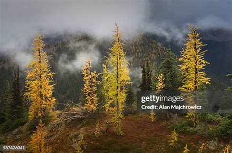 Subalpine Forest Photos And Premium High Res Pictures Getty Images