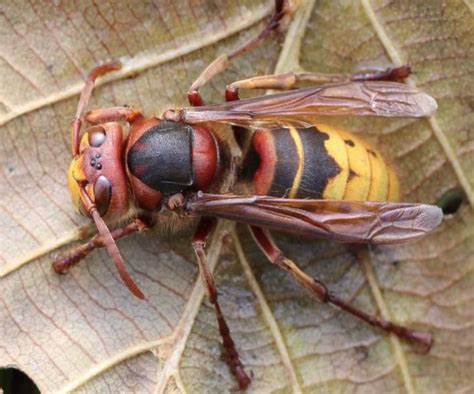 Asian Hornet Isle Of Wight Beekeepers Association