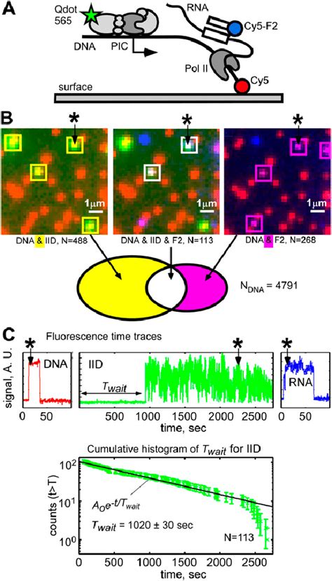 Tfiid Interactions With Individual Dna Molecules Correlated With