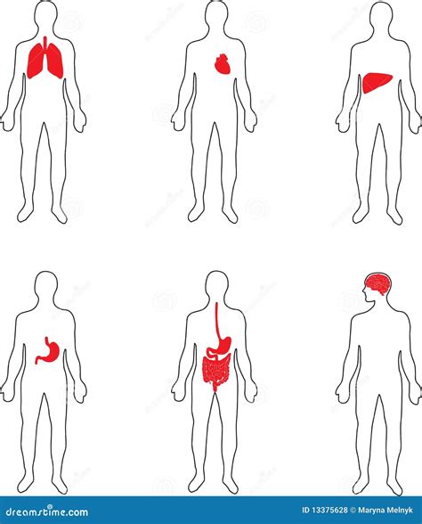Menselijke Organen Vector Illustratie Illustration Of Stem 13375628