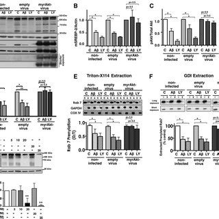 OA 42 Inhibits Akt Signaling In Cortical Neurons Cortical Neurons