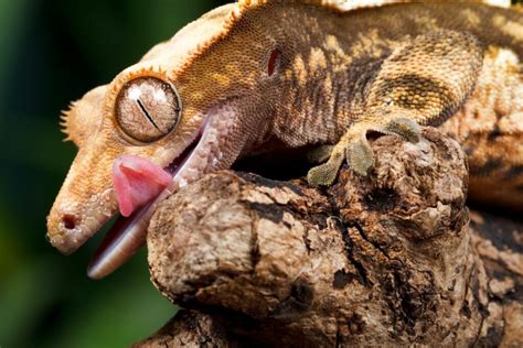 Do Leopard Geckos Have Teeth All You Need To Know