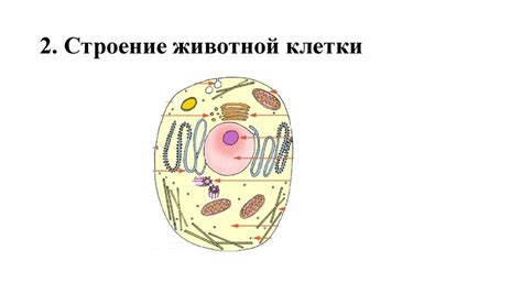 Животная Клетка Рисунок (57 Фото)