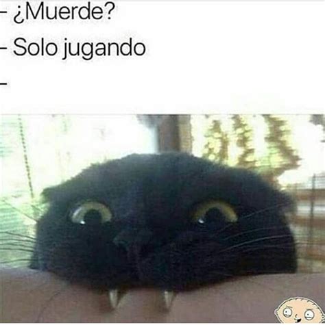 Mi Gato Cada Dia Me Esta Intentando Quitar Un Ojo Meme Subido Por