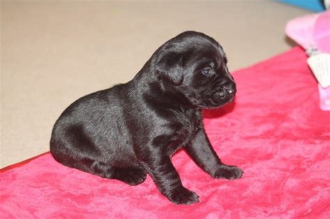 Labrador Retriever Puppies For Sale North Carolina 54 Nc 175703