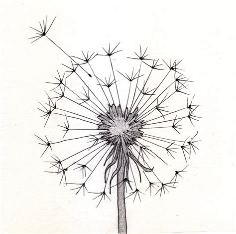 Dandelion Drawing Image Drawing Skill