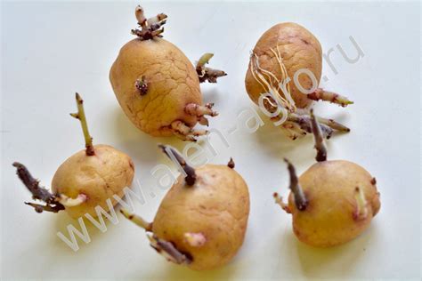 Картофель Жуковский ранний