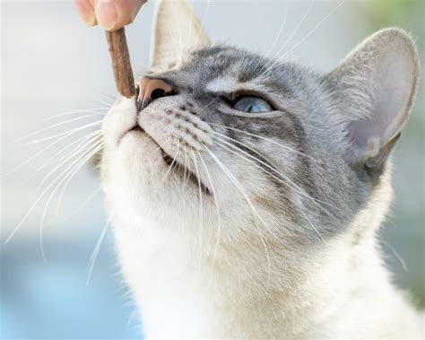 Was Tun Wenn Ihre Katze Nicht Mehr Frisst