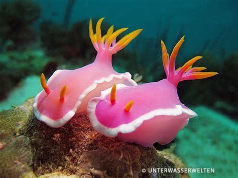 Nudibranches ( related to sea slugs) | Sea slug, Deep sea creatures ...