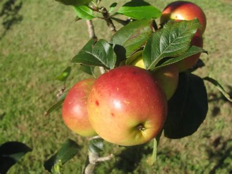 7 USDA Zone 9 Apple Trees (Low-Chill & Heat-Tolerant)